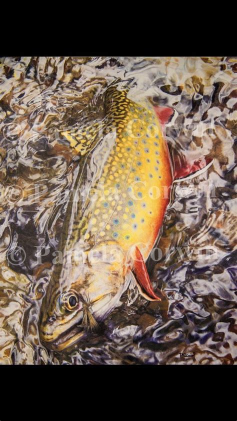 Brown Trout Drawing at PaintingValley.com | Explore collection of Brown Trout Drawing