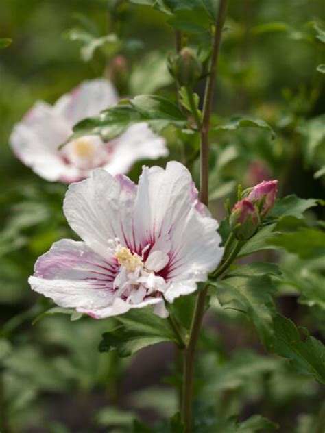 Hibiscus Rose Of Sharon Fiji™ 2g Watsons Greenhouse