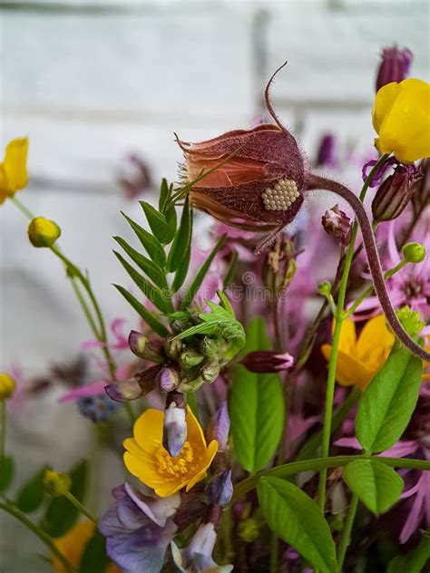 Sepals Gravitate Unusual Rare Flowers Field Flowers Stock Image