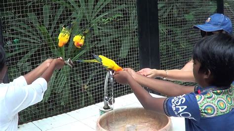 Feeding Birds Bangkok Safaripark Youtube