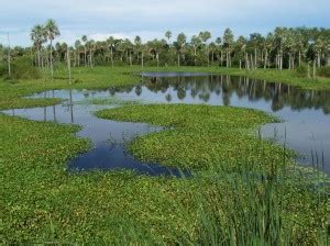 Presidente Hayes Pybio Paraguay Biodiversidad