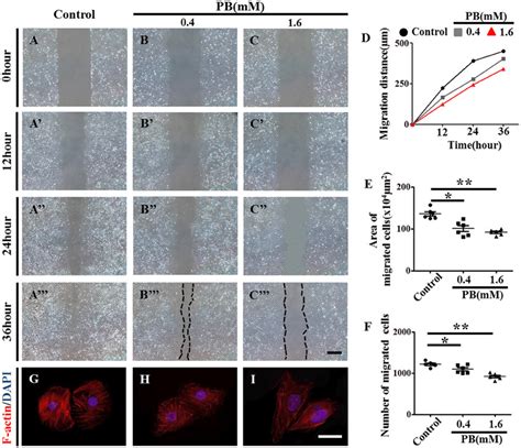 Scratch Wound Assay To Investigate The Effects Of Pb Treatment On The