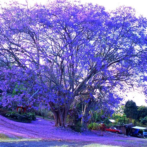 Pcs New Jacaranda Tree Amazing Ornamental Mimosifolia Plant Seeds Ebay