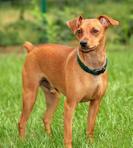 Miniature Pinscher Dog Breed Profile Personality Facts