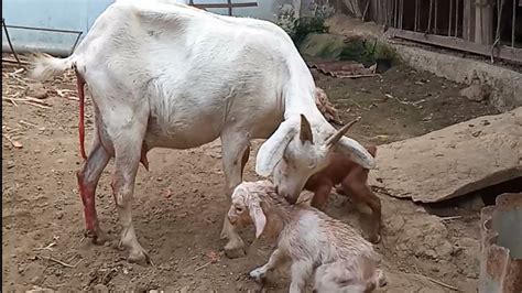 Goat Giving Birth To 3 Kids Kidding Act Of The Birthing Process In