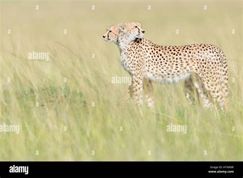 Two Cheetah Acinonix Jubatus Standing On The Look Out At Savanna