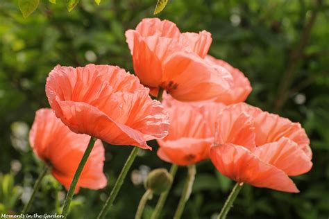 Oriental Poppy - MOMENTS IN THE GARDEN PHOTOGRAPHY