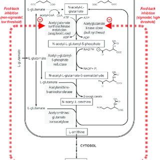 Arginine biosynthesis pathway of Saccharomyces cerevisiae. The kinase ...