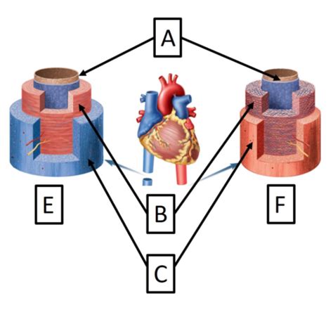 Blood Vessels Labeling Flashcards Quizlet