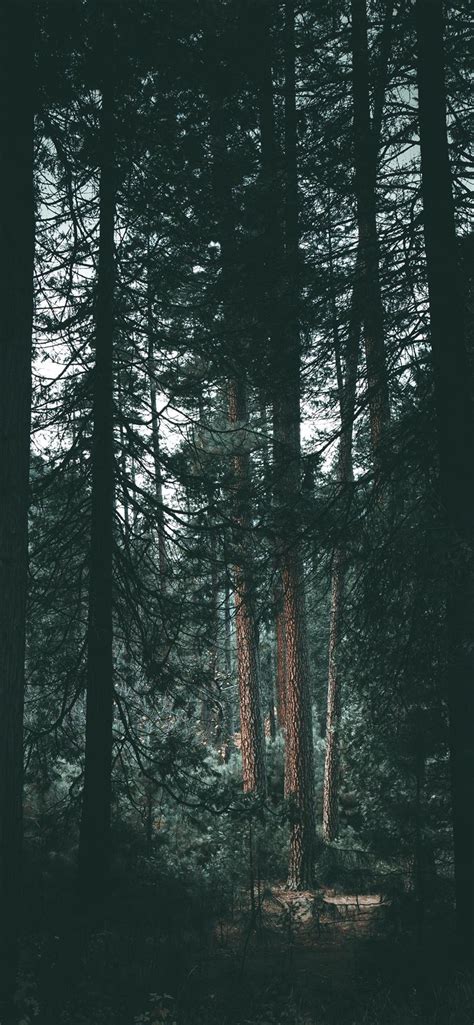 Yosemite wilderness iPhone X Wallpapers Free Download