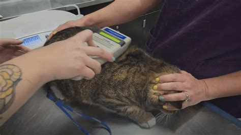 Humane Society Of Harford County Microchipping Your Pet