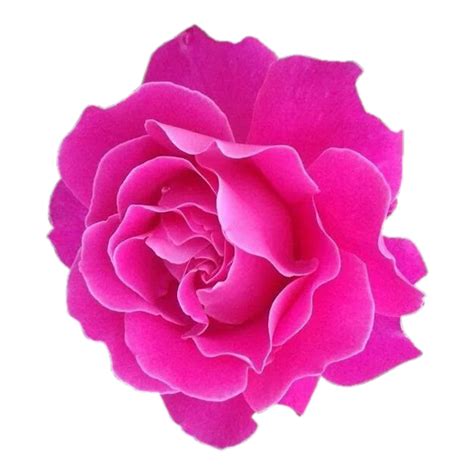 Garden Roses Flower Transparent Png