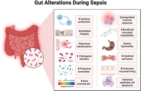 Sepsis Bacteria