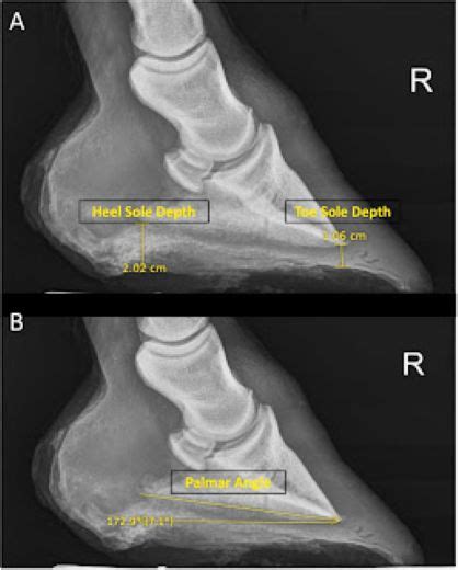 Managing Thin Soles In Performance Horses Equine Chronicle