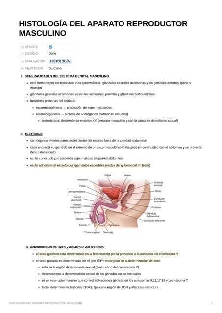 Histolog A Del Aparato Reproductor Masculino Urpi Del Milagro Raraz