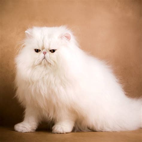 White Persian Cat Facts Persian Cat Corner Meowmybark