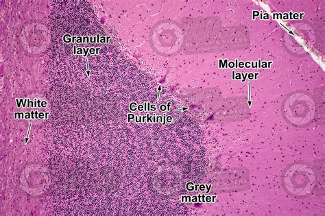 Man Cerebellum Sagittal Section 125X Man Mammals Nervous