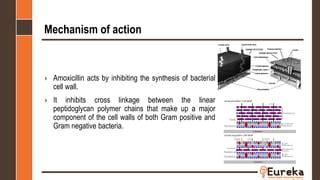 Amoxicillin product-information | PPT