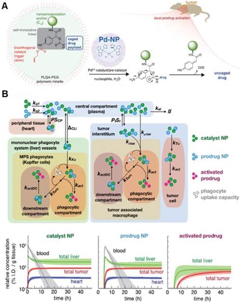 Alliance With Epr Effect Combined Strategies To Improve The Epr Effect