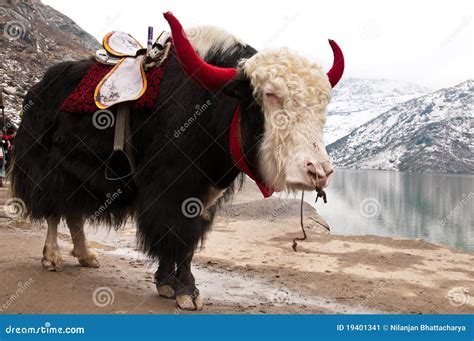 Himalayan Yak Stock Image Image Of Black Haired Animal 19401341