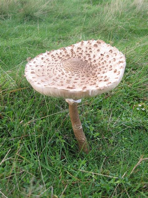 Fungi Lepiota Procera 03