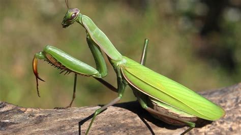 Llega la época de cría de la mantis religiosa todos los secretos de