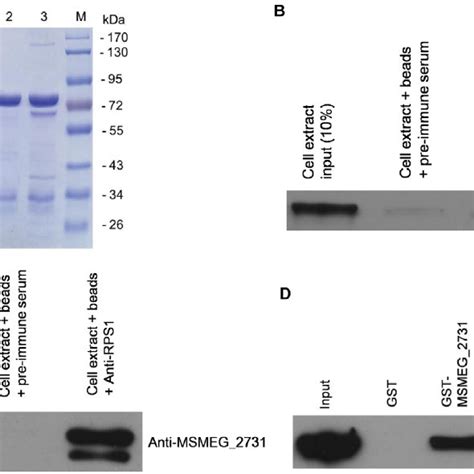 Isolation Of MSMEG 2731 Binding Proteins By GST Pull Down Assays A