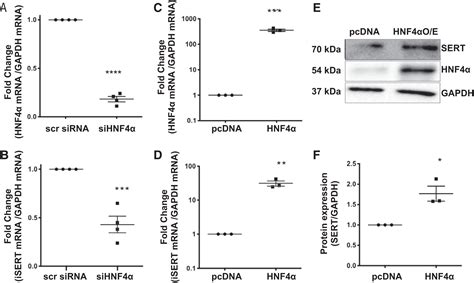 Hepatocyte nuclear factor 4α regulates expression of the serotonin