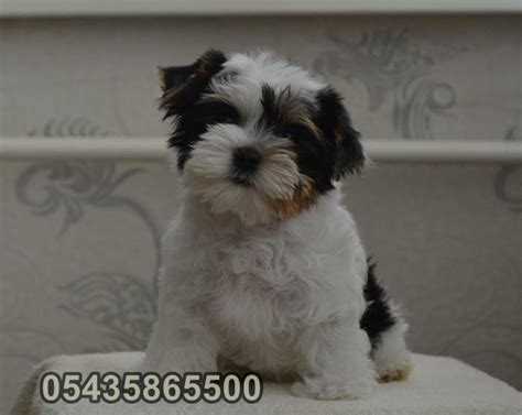 Sat L K Biewer Yorkshire Terrier Yavru K Pek Ilanlar