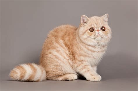 Exotic Shorthair Cat Breed Size Appearance And Personality