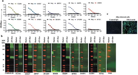 Characterization Of Zika Mabs A Binding Elisa Of Recombinant Zikv Env