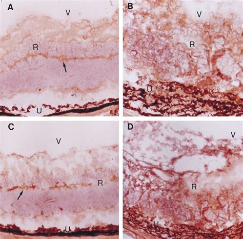 Fas A And Fasl C Expression On Normal B6 Mouse Retina Arrows And