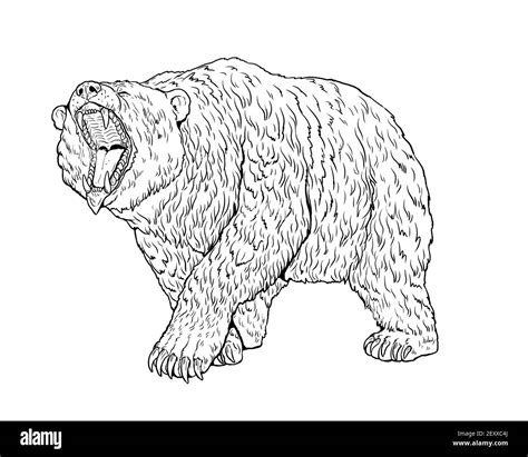 Cave bear drawing Cut Out Stock Images & Pictures - Alamy