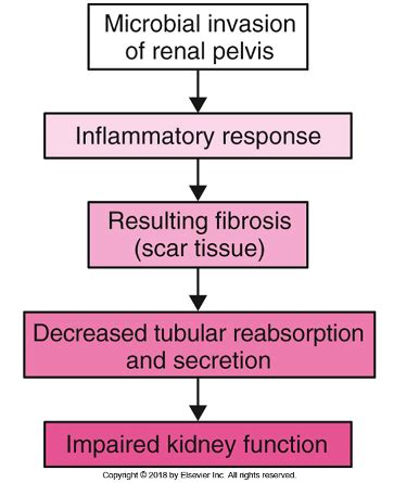 Chapter 62 Pyelonephritis Flashcards Quizlet