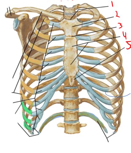 Thorax Flashcards Quizlet