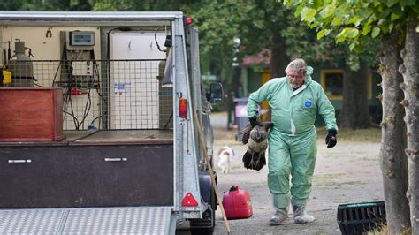 Alle Vogels Op Kinderboerderij De Trotse Pauw In Spijkenisse Geruimd