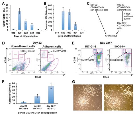 Hematopoietic Colony Forming Potential Of Cells During Neutrophil