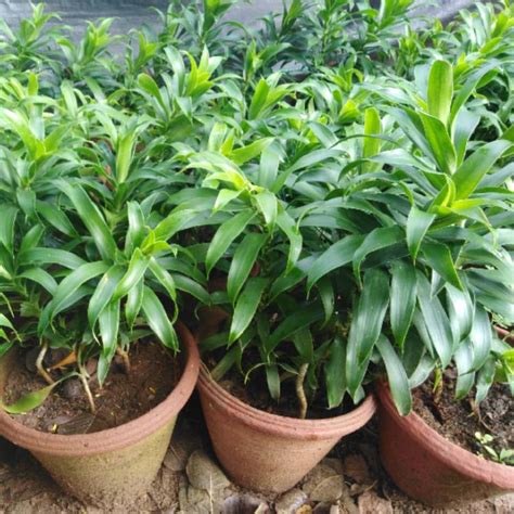 Dracaena Reflexa Syn Pleomele Reflexa Song Of India Uploaded By Karthi