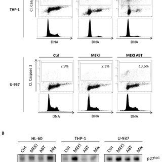 Abt Induced Apoptosis Depends On The Cell Cycle Block In G Phase