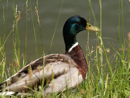 Darmowe Zdj Cia Woda Natura Jezioro Zwierz Rzeka Staw Dzikiej