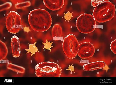 Activated Platelets In A Blood Smear With Red Blood Cells Illustration