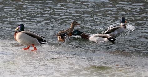 Enten Kampf Futterneid Kostenloses Foto Auf Pixabay Pixabay