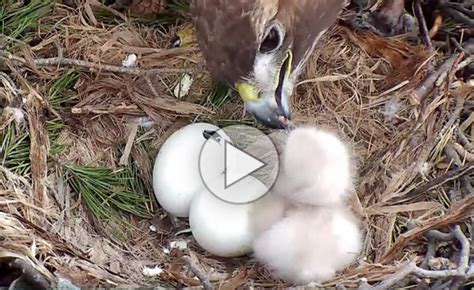 Watch A Red Tailed Hawk Chick Hatch On Camera Outdoor Wire