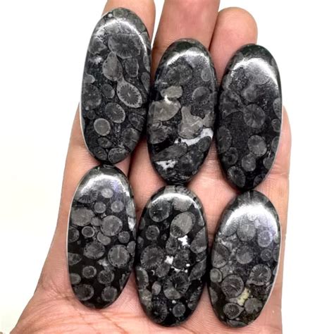 6 PCS NATURAL Black Fossil Coral 40 43mm Loose Untreated Cabochon