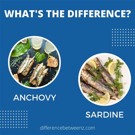 Difference Between Anchovies And Sardines Difference Betweenz