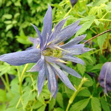 Cl Matite Des Alpes Clematis Alpina Fleurs Pr Coces En Clochette