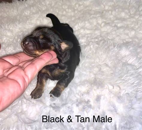 Dorkie Puppies For Sale | Miami, FL #330311 | Petzlover