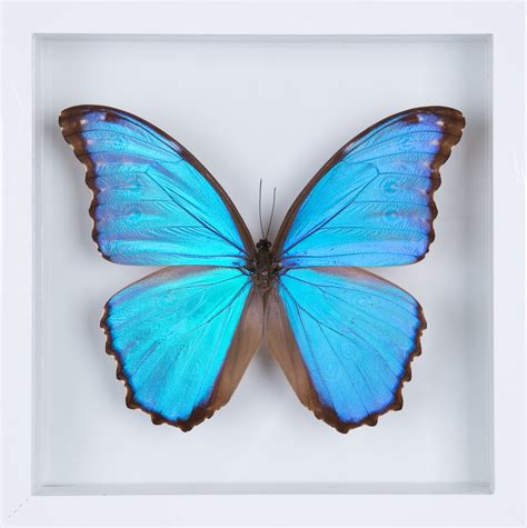 The Giant Blue Morpho Morpho Didius Butterfly Taxidermy See Throug Bugs Direct Ltd