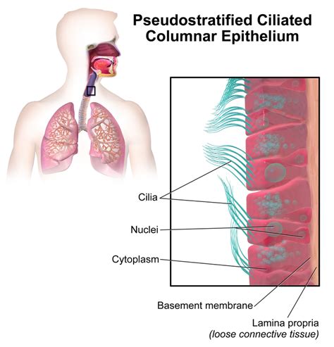 Difference Between Simple Stratified and Pseudostratified Epithelial Tissue | Compare the ...