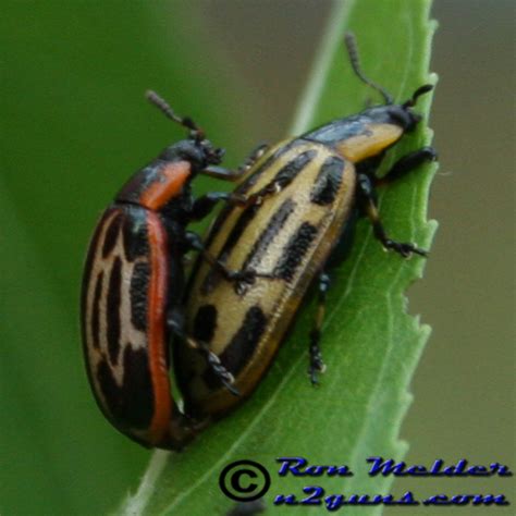 Cottonwood Leaf Beetle Chrysomela Scripta Bugguidenet